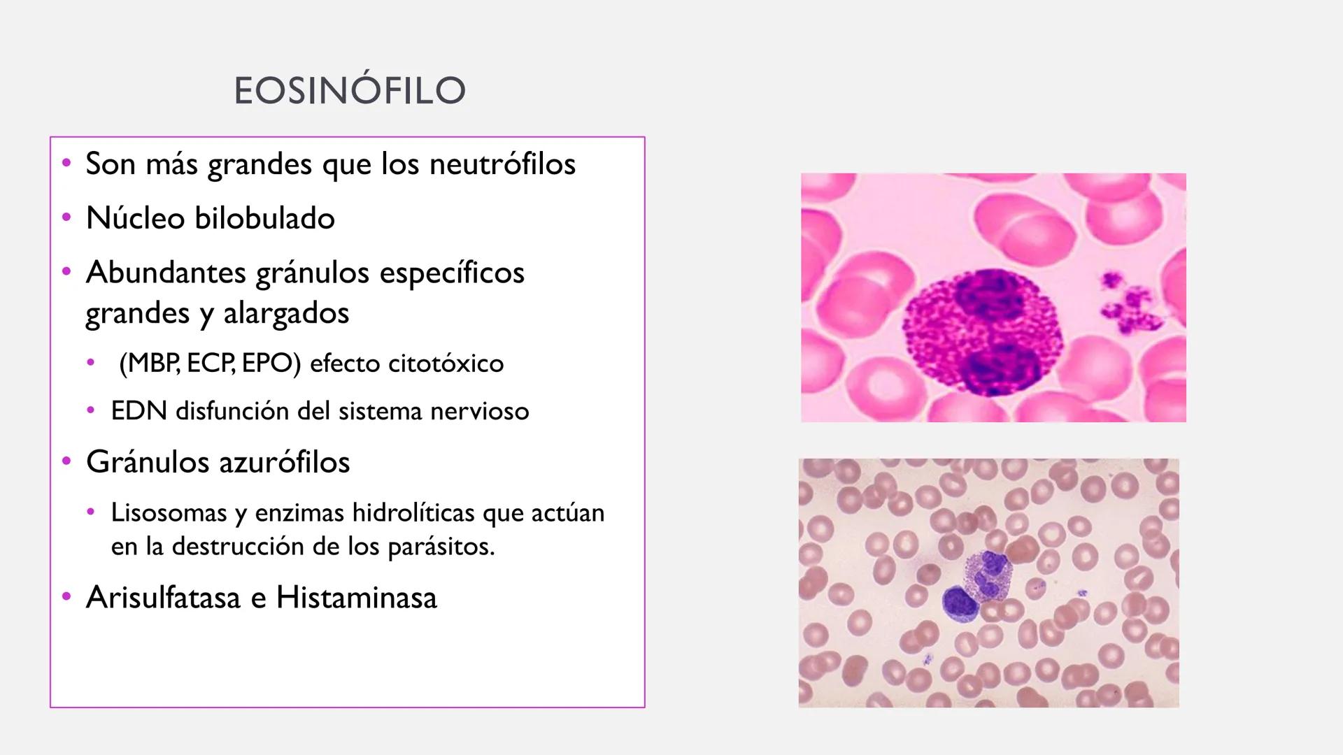 # SANGRE Y MÉDULA ÓSEA
Es tejido conjuntivo líquido que circula a través del aparato cardiovascular FUNCIONES
Transporte de sustancias nut