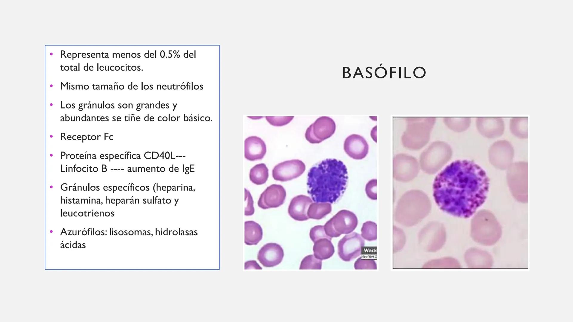 # SANGRE Y MÉDULA ÓSEA
Es tejido conjuntivo líquido que circula a través del aparato cardiovascular FUNCIONES
Transporte de sustancias nut