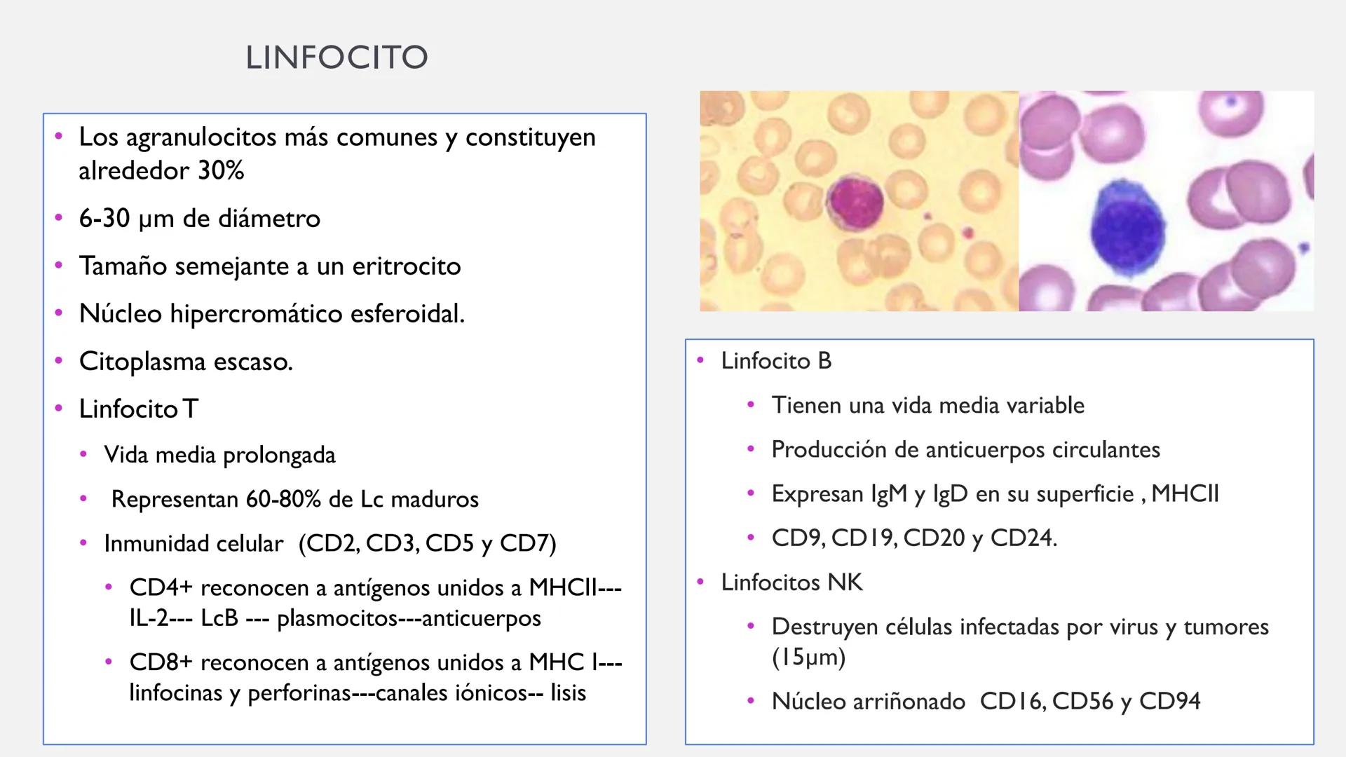 # SANGRE Y MÉDULA ÓSEA
Es tejido conjuntivo líquido que circula a través del aparato cardiovascular FUNCIONES
Transporte de sustancias nut