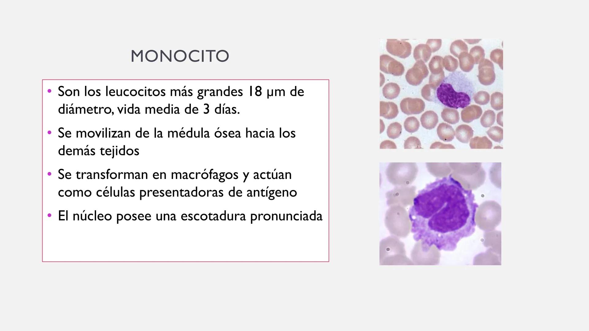 # SANGRE Y MÉDULA ÓSEA
Es tejido conjuntivo líquido que circula a través del aparato cardiovascular FUNCIONES
Transporte de sustancias nut