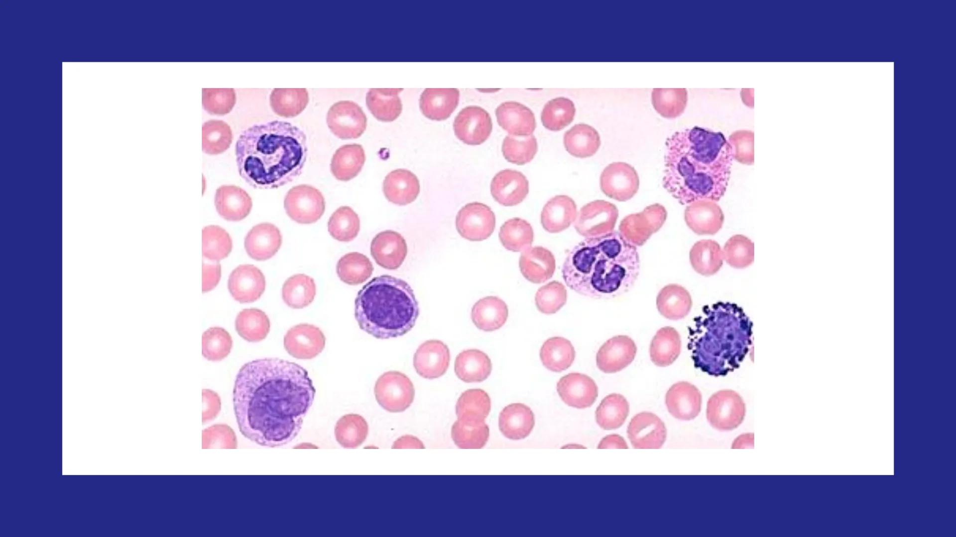 # SANGRE Y MÉDULA ÓSEA
Es tejido conjuntivo líquido que circula a través del aparato cardiovascular FUNCIONES
Transporte de sustancias nut