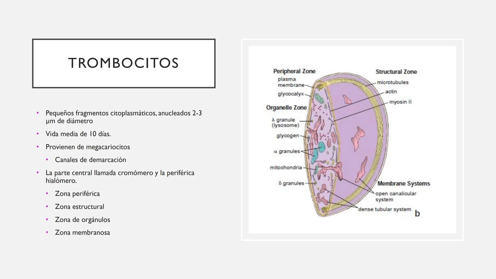 # SANGRE Y MÉDULA ÓSEA
Es tejido conjuntivo líquido que circula a través del aparato cardiovascular FUNCIONES
Transporte de sustancias nut