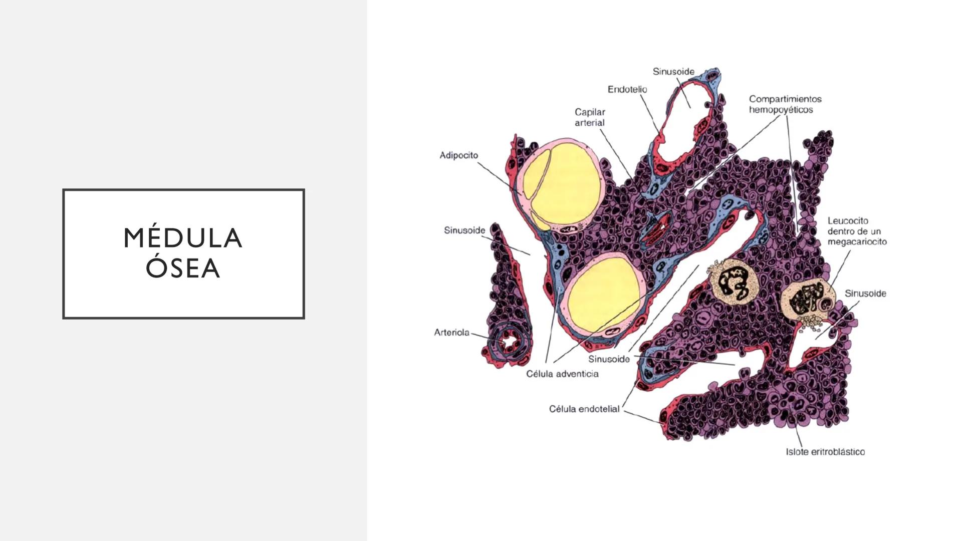 # SANGRE Y MÉDULA ÓSEA
Es tejido conjuntivo líquido que circula a través del aparato cardiovascular FUNCIONES
Transporte de sustancias nut