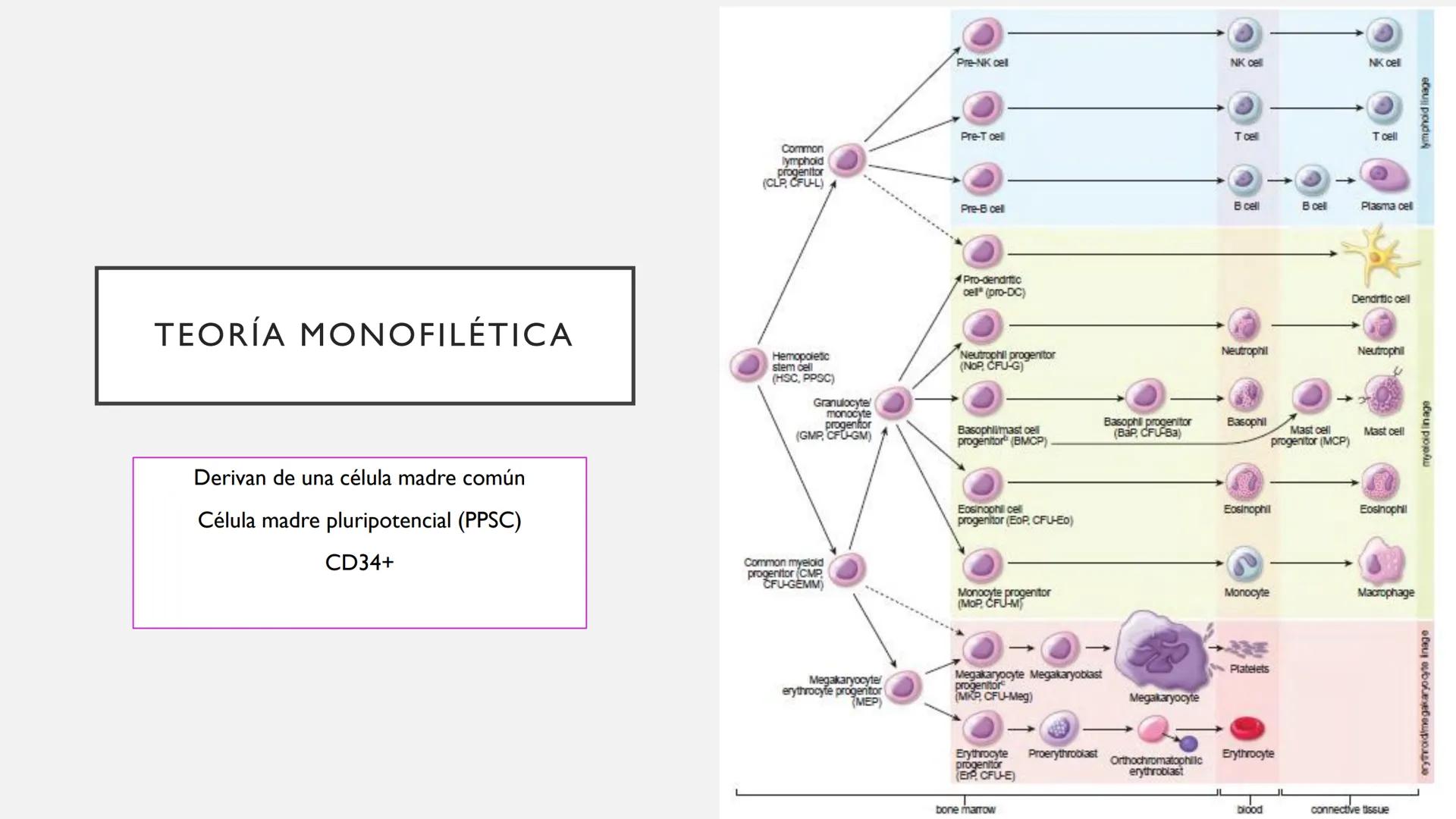 # SANGRE Y MÉDULA ÓSEA
Es tejido conjuntivo líquido que circula a través del aparato cardiovascular FUNCIONES
Transporte de sustancias nut
