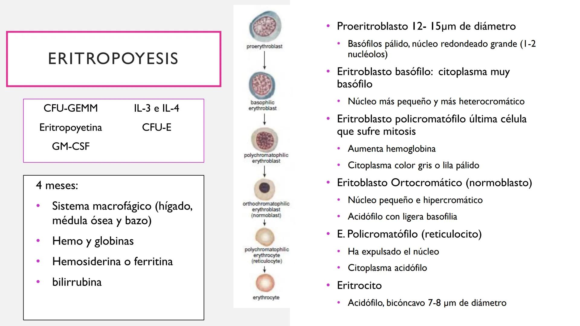 # SANGRE Y MÉDULA ÓSEA
Es tejido conjuntivo líquido que circula a través del aparato cardiovascular FUNCIONES
Transporte de sustancias nut