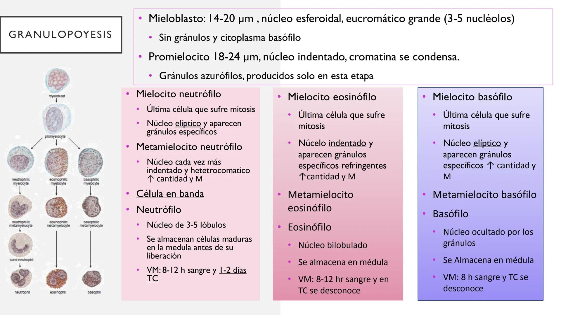 # SANGRE Y MÉDULA ÓSEA
Es tejido conjuntivo líquido que circula a través del aparato cardiovascular FUNCIONES
Transporte de sustancias nut