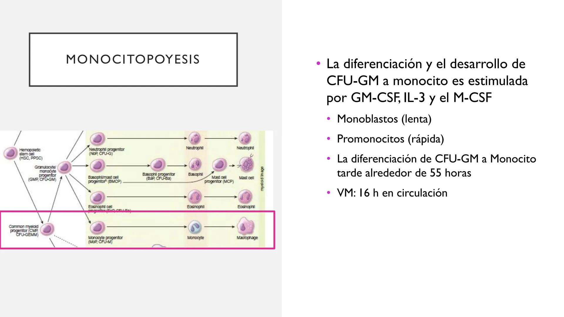 # SANGRE Y MÉDULA ÓSEA
Es tejido conjuntivo líquido que circula a través del aparato cardiovascular FUNCIONES
Transporte de sustancias nut
