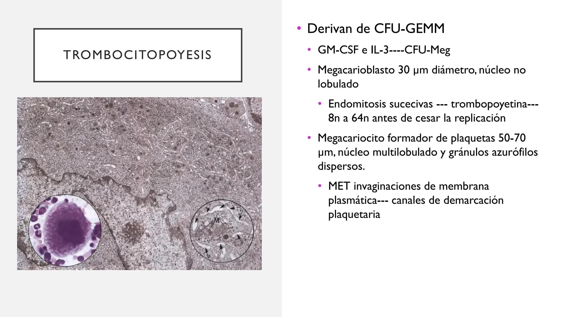 # SANGRE Y MÉDULA ÓSEA
Es tejido conjuntivo líquido que circula a través del aparato cardiovascular FUNCIONES
Transporte de sustancias nut