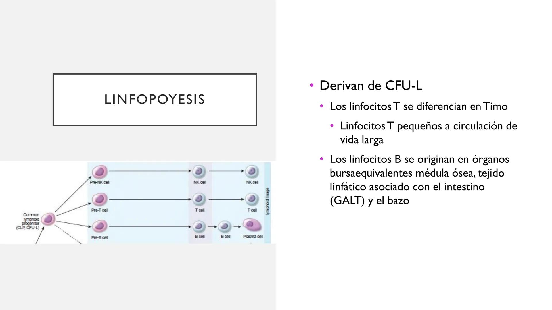 # SANGRE Y MÉDULA ÓSEA
Es tejido conjuntivo líquido que circula a través del aparato cardiovascular FUNCIONES
Transporte de sustancias nut