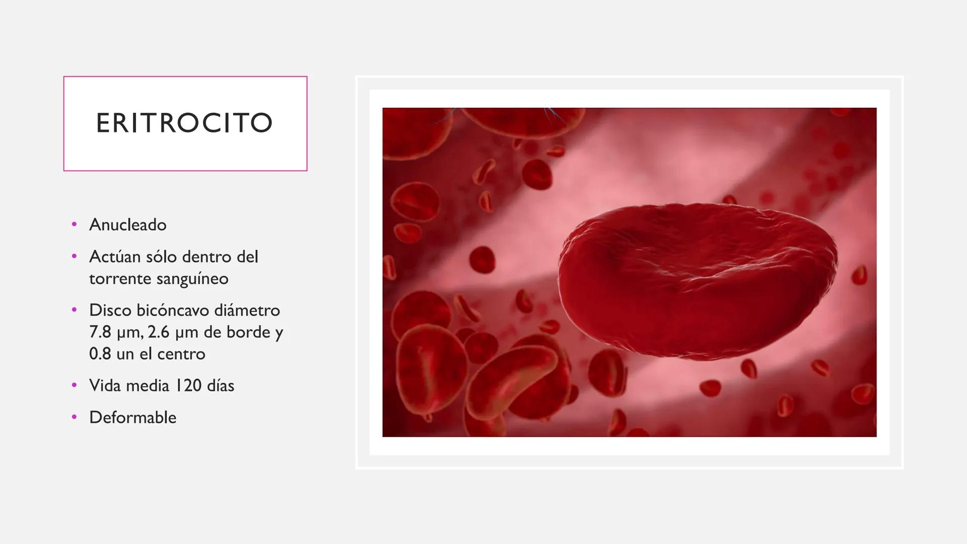 # SANGRE Y MÉDULA ÓSEA
Es tejido conjuntivo líquido que circula a través del aparato cardiovascular FUNCIONES
Transporte de sustancias nut