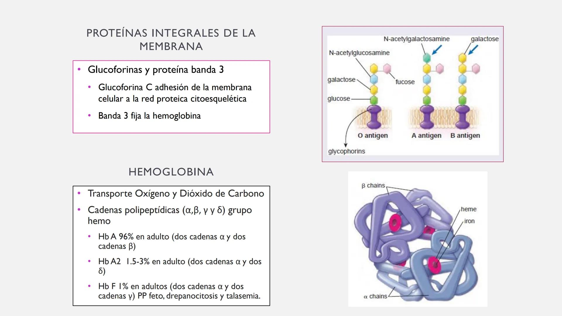 # SANGRE Y MÉDULA ÓSEA
Es tejido conjuntivo líquido que circula a través del aparato cardiovascular FUNCIONES
Transporte de sustancias nut