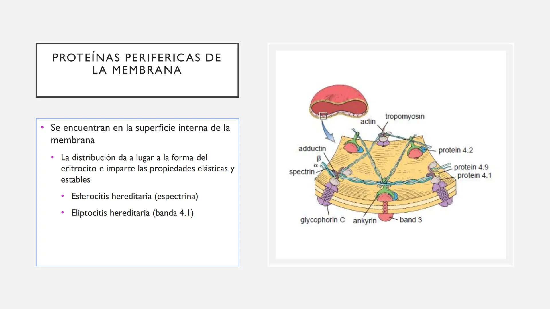 # SANGRE Y MÉDULA ÓSEA
Es tejido conjuntivo líquido que circula a través del aparato cardiovascular FUNCIONES
Transporte de sustancias nut