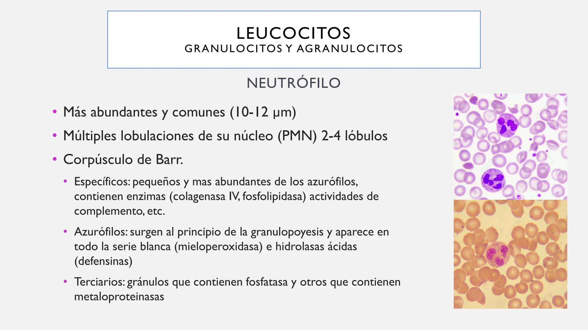 # SANGRE Y MÉDULA ÓSEA
Es tejido conjuntivo líquido que circula a través del aparato cardiovascular FUNCIONES
Transporte de sustancias nut