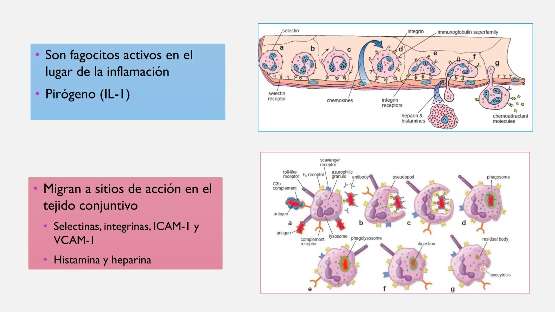 # SANGRE Y MÉDULA ÓSEA
Es tejido conjuntivo líquido que circula a través del aparato cardiovascular FUNCIONES
Transporte de sustancias nut