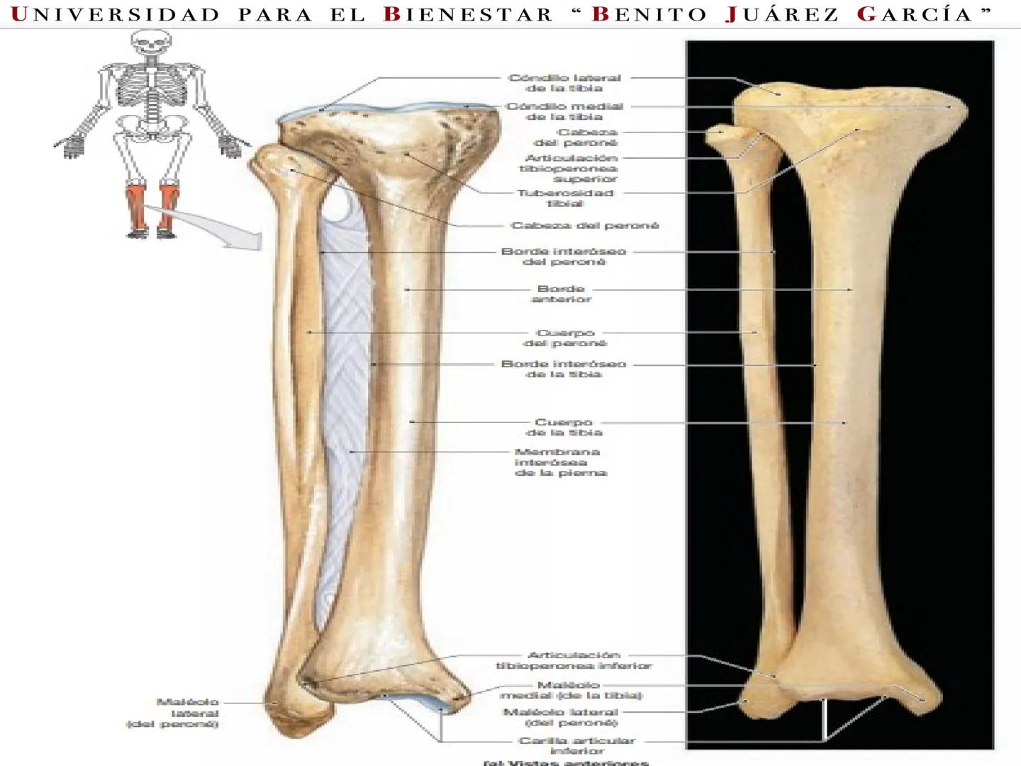 # UNIVERSIDAD PARA EL BIENESTAR “BENITO JUÁREZ GARCÍA”
Medicina Integral y
Salud Comunitaria
# EDUCACIÓN
SECRETARÍA DE EDUCACIÓN PÚBLICA