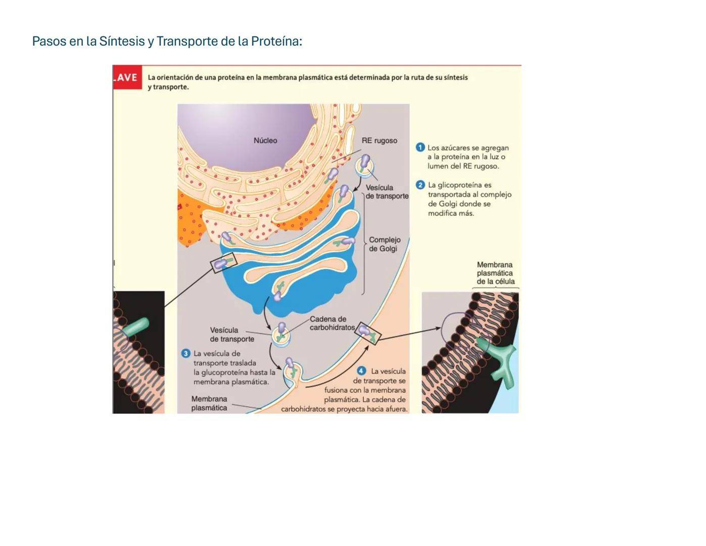 # Transporte Celular y membrana
## Tabla de contenido
MEMBRANA CELULA.....................................................................