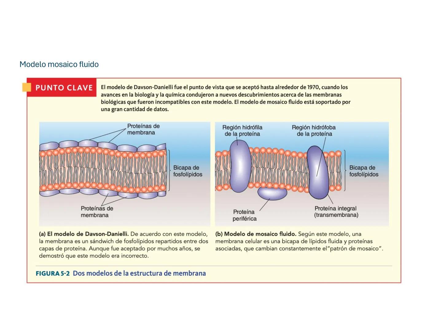 # Transporte Celular y membrana
## Tabla de contenido
MEMBRANA CELULA.....................................................................