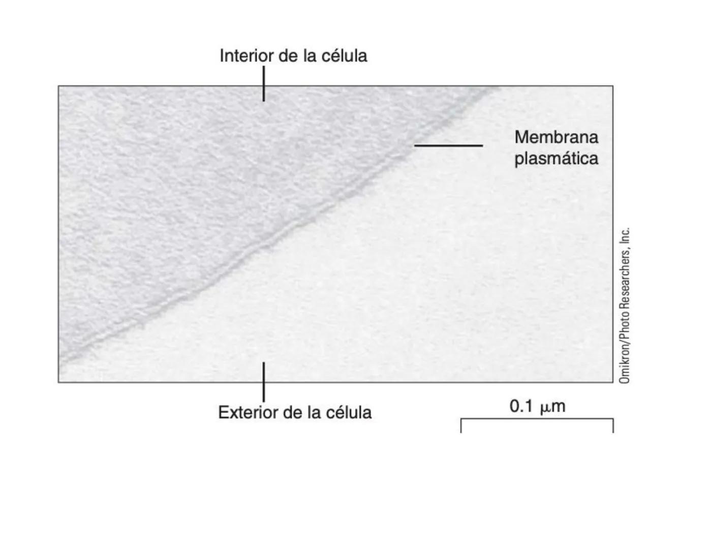 # Transporte Celular y membrana
## Tabla de contenido
MEMBRANA CELULA.....................................................................