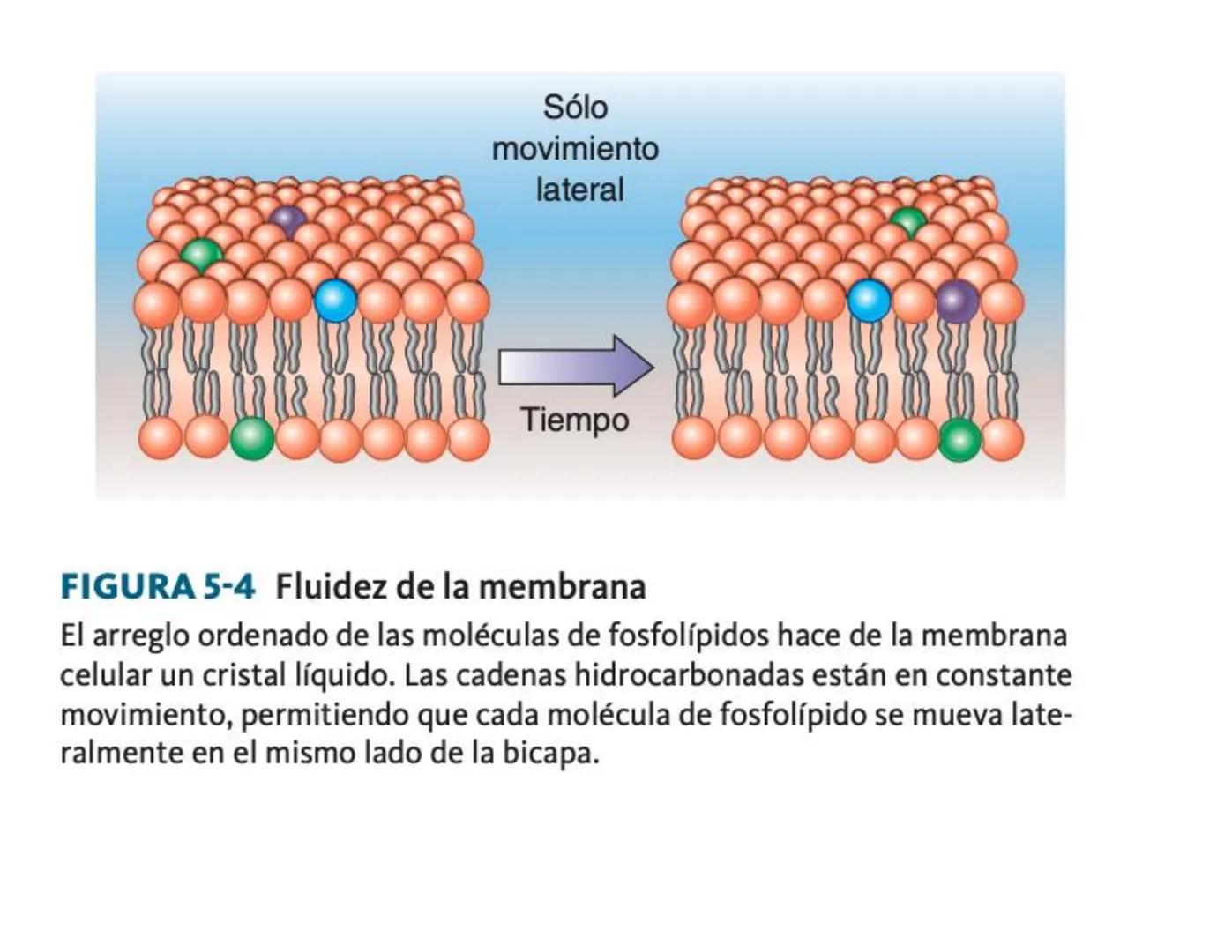 # Transporte Celular y membrana
## Tabla de contenido
MEMBRANA CELULA.....................................................................