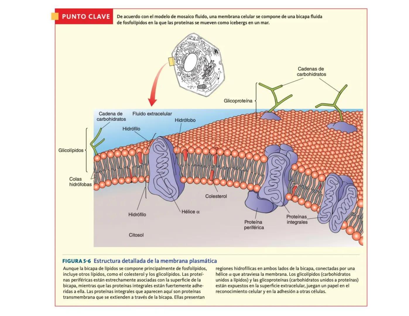# Transporte Celular y membrana
## Tabla de contenido
MEMBRANA CELULA.....................................................................
