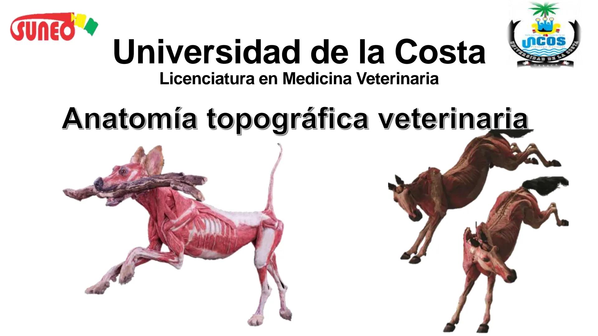 SUNEO
# Universidad de la Costa
## Licenciatura en Medicina Veterinaria
# Anatomía topográfica veterinaria
COS
SIDAD DE LA COSTA UNIDAD 1