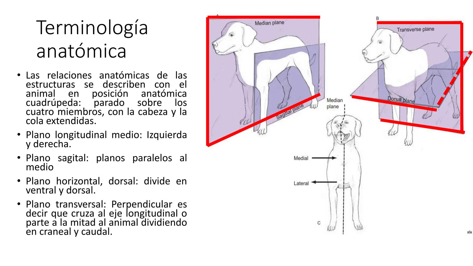 SUNEO
# Universidad de la Costa
## Licenciatura en Medicina Veterinaria
# Anatomía topográfica veterinaria
COS
SIDAD DE LA COSTA UNIDAD 1