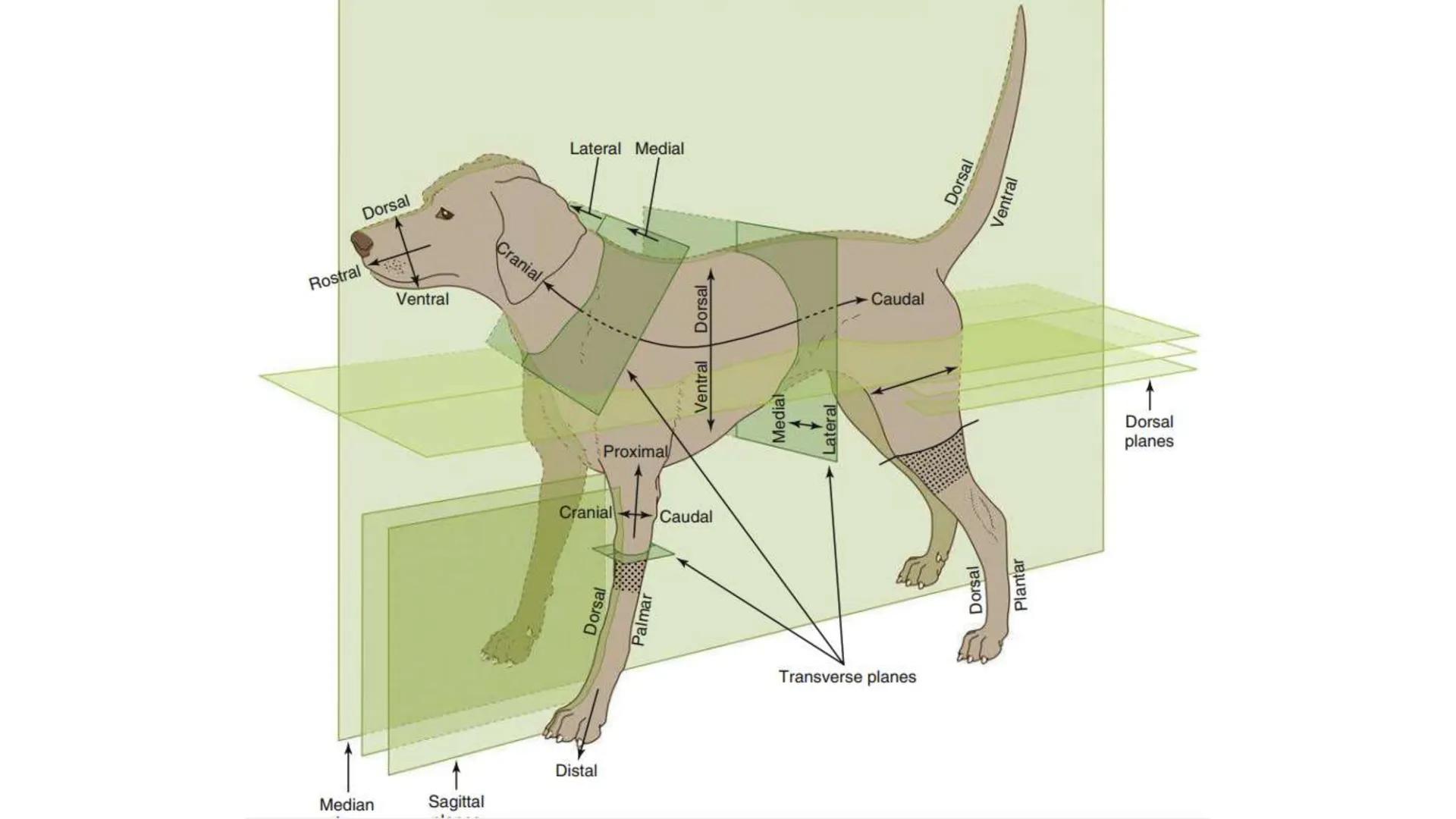 SUNEO
# Universidad de la Costa
## Licenciatura en Medicina Veterinaria
# Anatomía topográfica veterinaria
COS
SIDAD DE LA COSTA UNIDAD 1