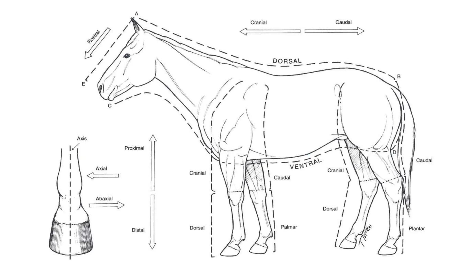 SUNEO
# Universidad de la Costa
## Licenciatura en Medicina Veterinaria
# Anatomía topográfica veterinaria
COS
SIDAD DE LA COSTA UNIDAD 1