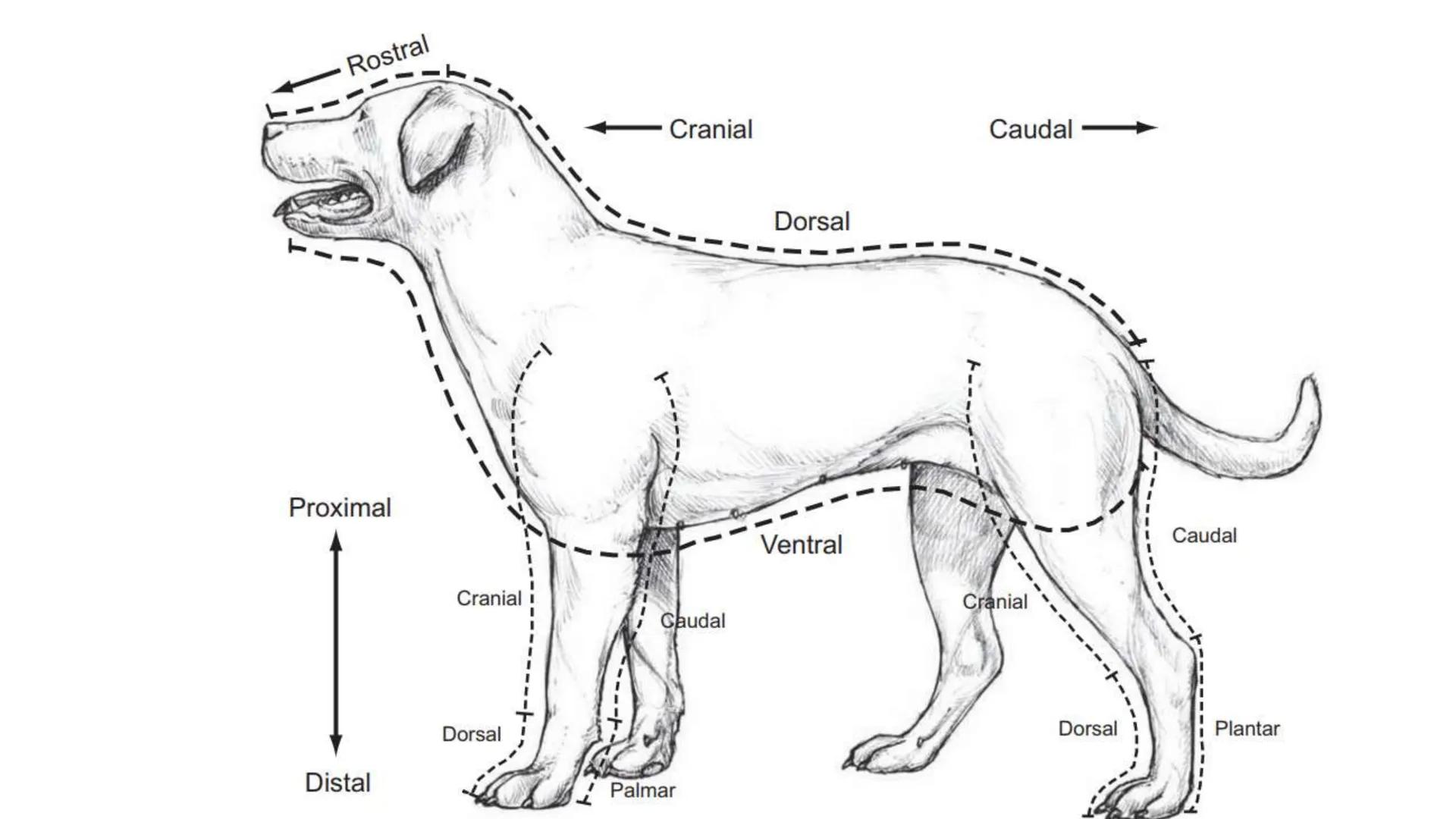 SUNEO
# Universidad de la Costa
## Licenciatura en Medicina Veterinaria
# Anatomía topográfica veterinaria
COS
SIDAD DE LA COSTA UNIDAD 1