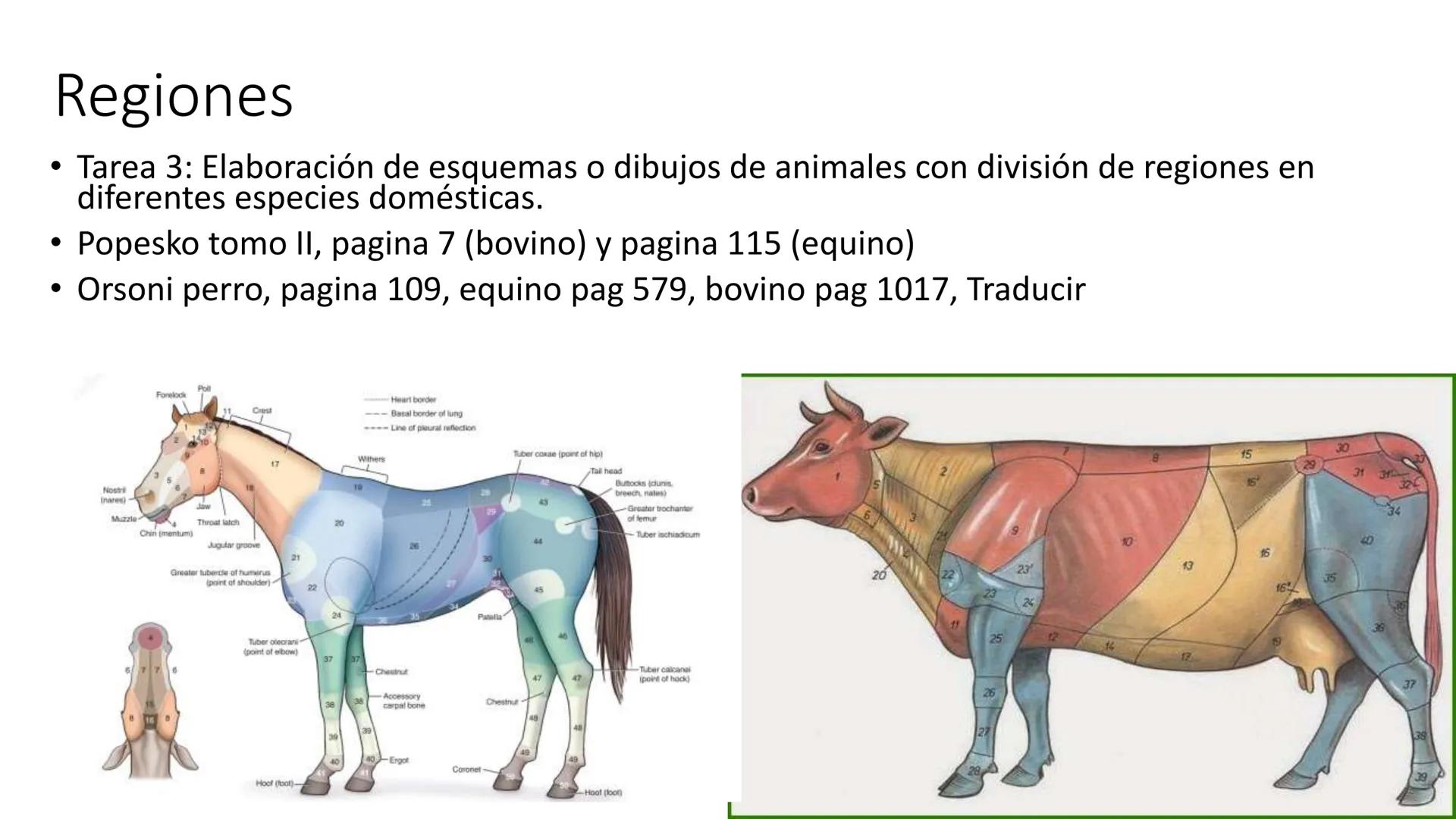 SUNEO
# Universidad de la Costa
## Licenciatura en Medicina Veterinaria
# Anatomía topográfica veterinaria
COS
SIDAD DE LA COSTA UNIDAD 1