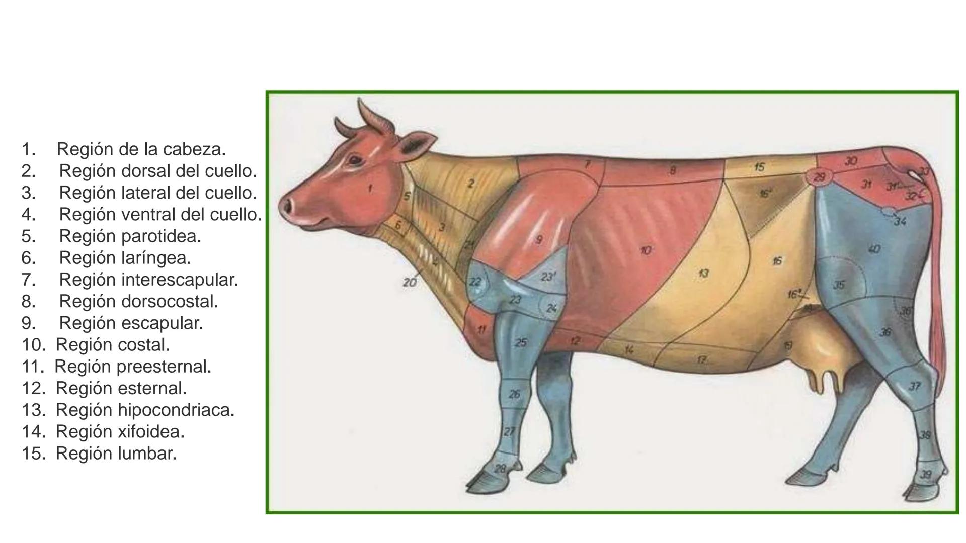 SUNEO
# Universidad de la Costa
## Licenciatura en Medicina Veterinaria
# Anatomía topográfica veterinaria
COS
SIDAD DE LA COSTA UNIDAD 1