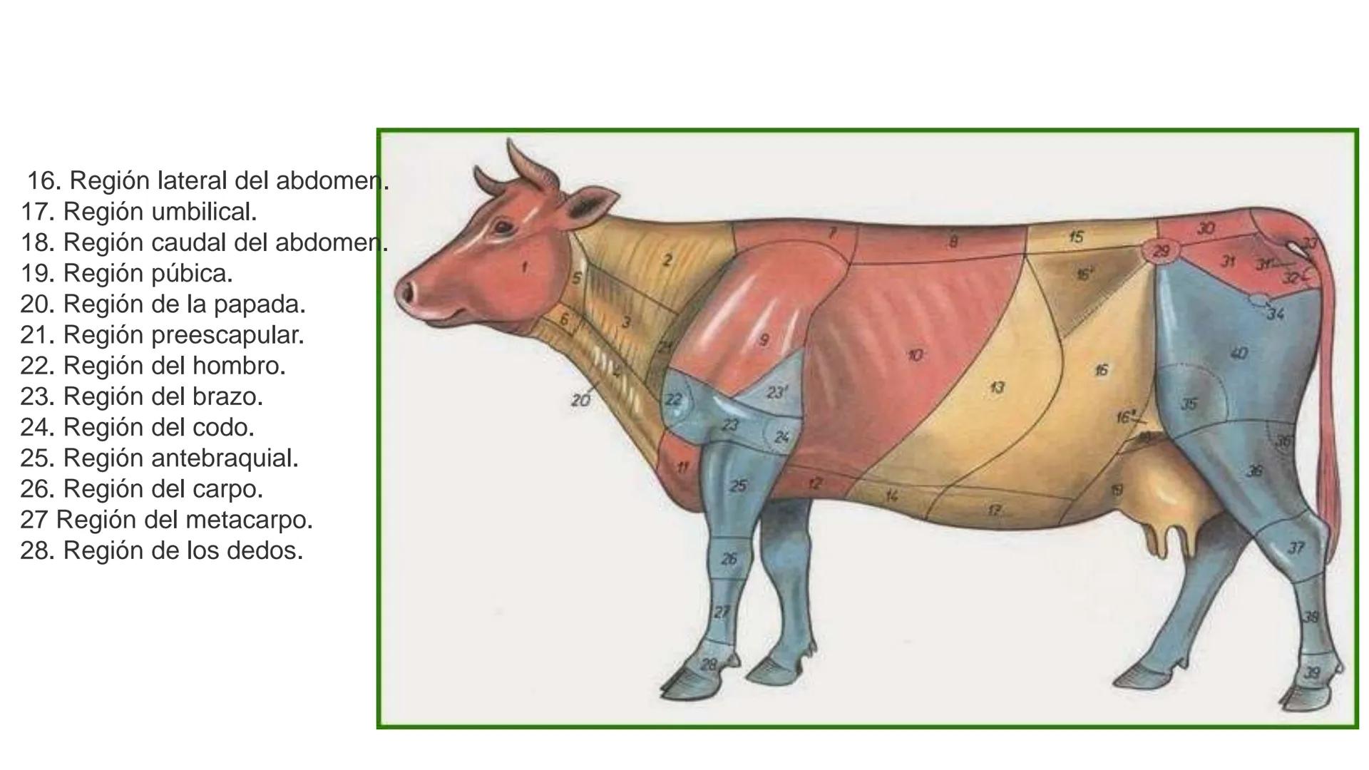 SUNEO
# Universidad de la Costa
## Licenciatura en Medicina Veterinaria
# Anatomía topográfica veterinaria
COS
SIDAD DE LA COSTA UNIDAD 1