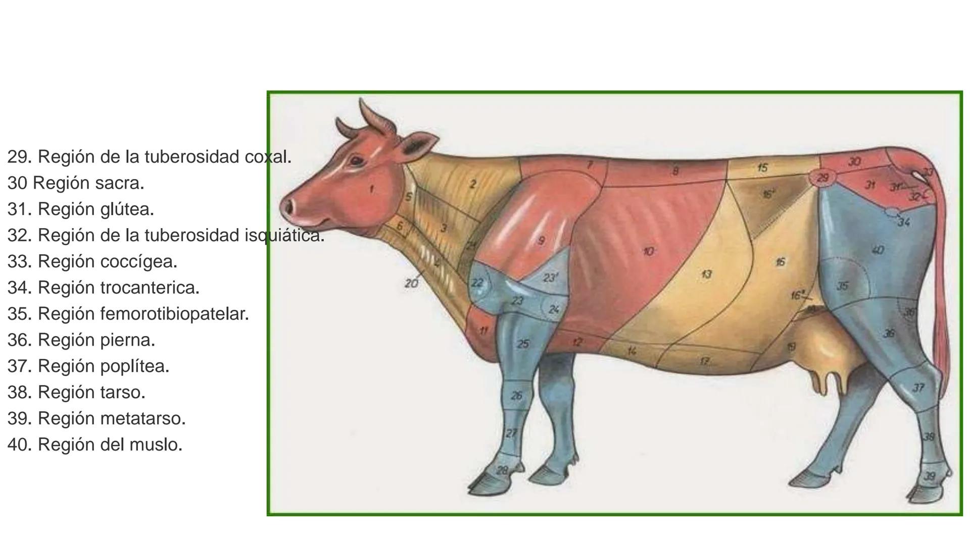 SUNEO
# Universidad de la Costa
## Licenciatura en Medicina Veterinaria
# Anatomía topográfica veterinaria
COS
SIDAD DE LA COSTA UNIDAD 1