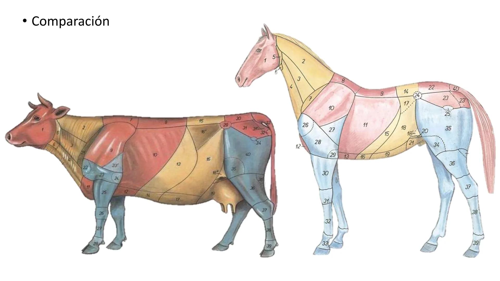 SUNEO
# Universidad de la Costa
## Licenciatura en Medicina Veterinaria
# Anatomía topográfica veterinaria
COS
SIDAD DE LA COSTA UNIDAD 1