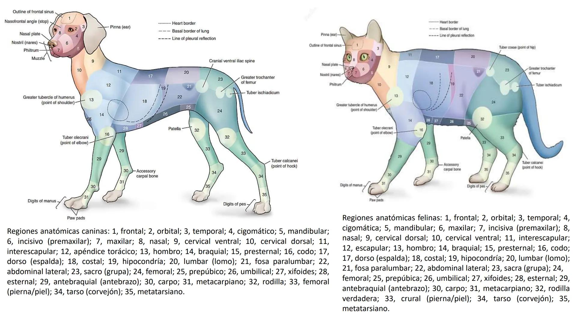 SUNEO
# Universidad de la Costa
## Licenciatura en Medicina Veterinaria
# Anatomía topográfica veterinaria
COS
SIDAD DE LA COSTA UNIDAD 1