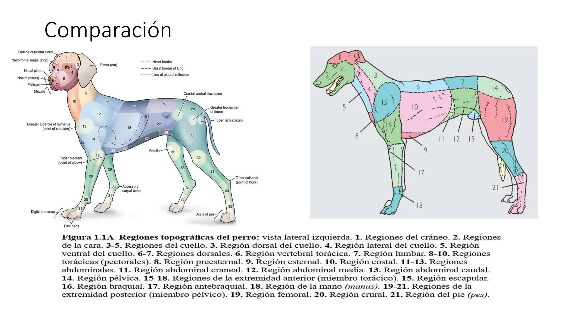 SUNEO
# Universidad de la Costa
## Licenciatura en Medicina Veterinaria
# Anatomía topográfica veterinaria
COS
SIDAD DE LA COSTA UNIDAD 1