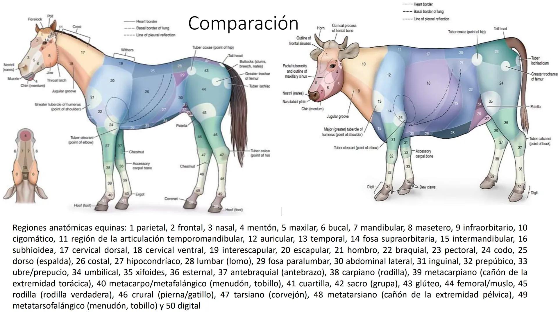 SUNEO
# Universidad de la Costa
## Licenciatura en Medicina Veterinaria
# Anatomía topográfica veterinaria
COS
SIDAD DE LA COSTA UNIDAD 1