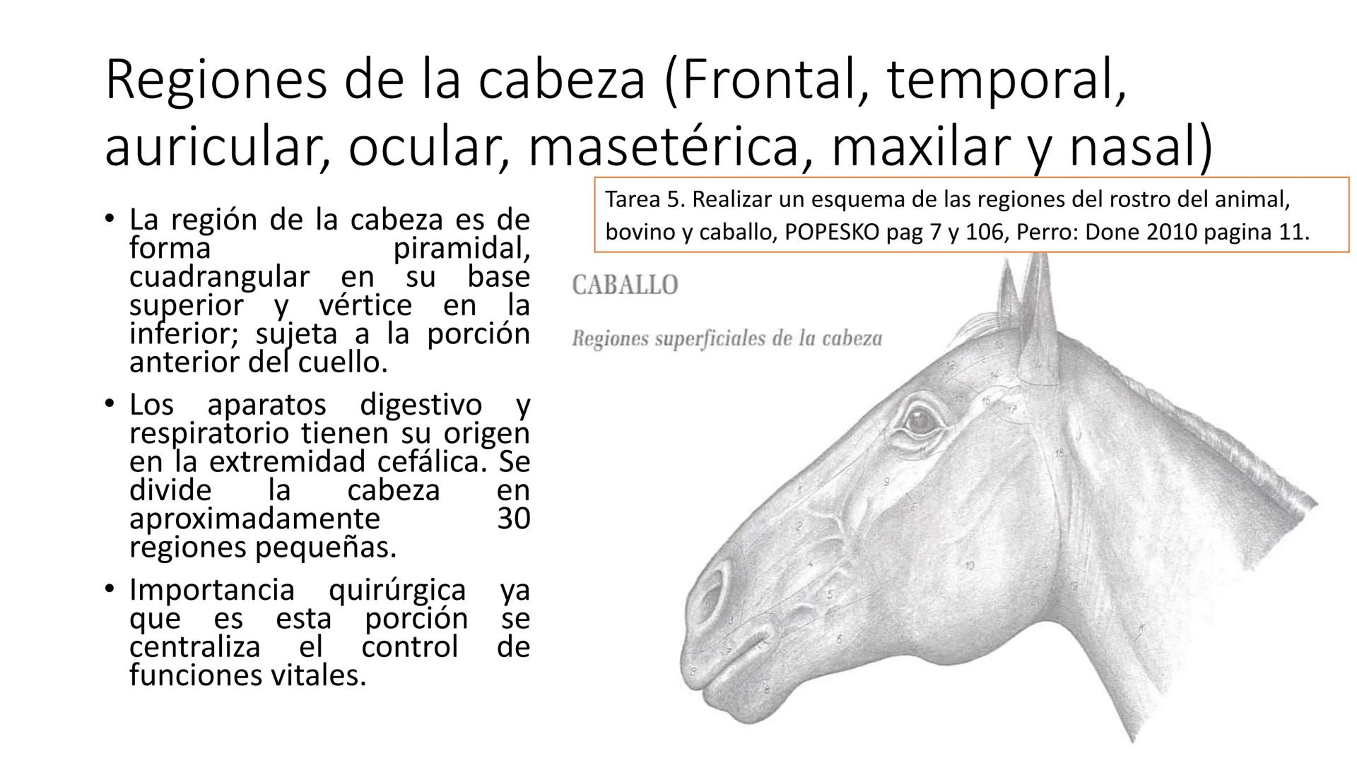 SUNEO
# Universidad de la Costa
## Licenciatura en Medicina Veterinaria
# Anatomía topográfica veterinaria
COS
SIDAD DE LA COSTA UNIDAD 1
