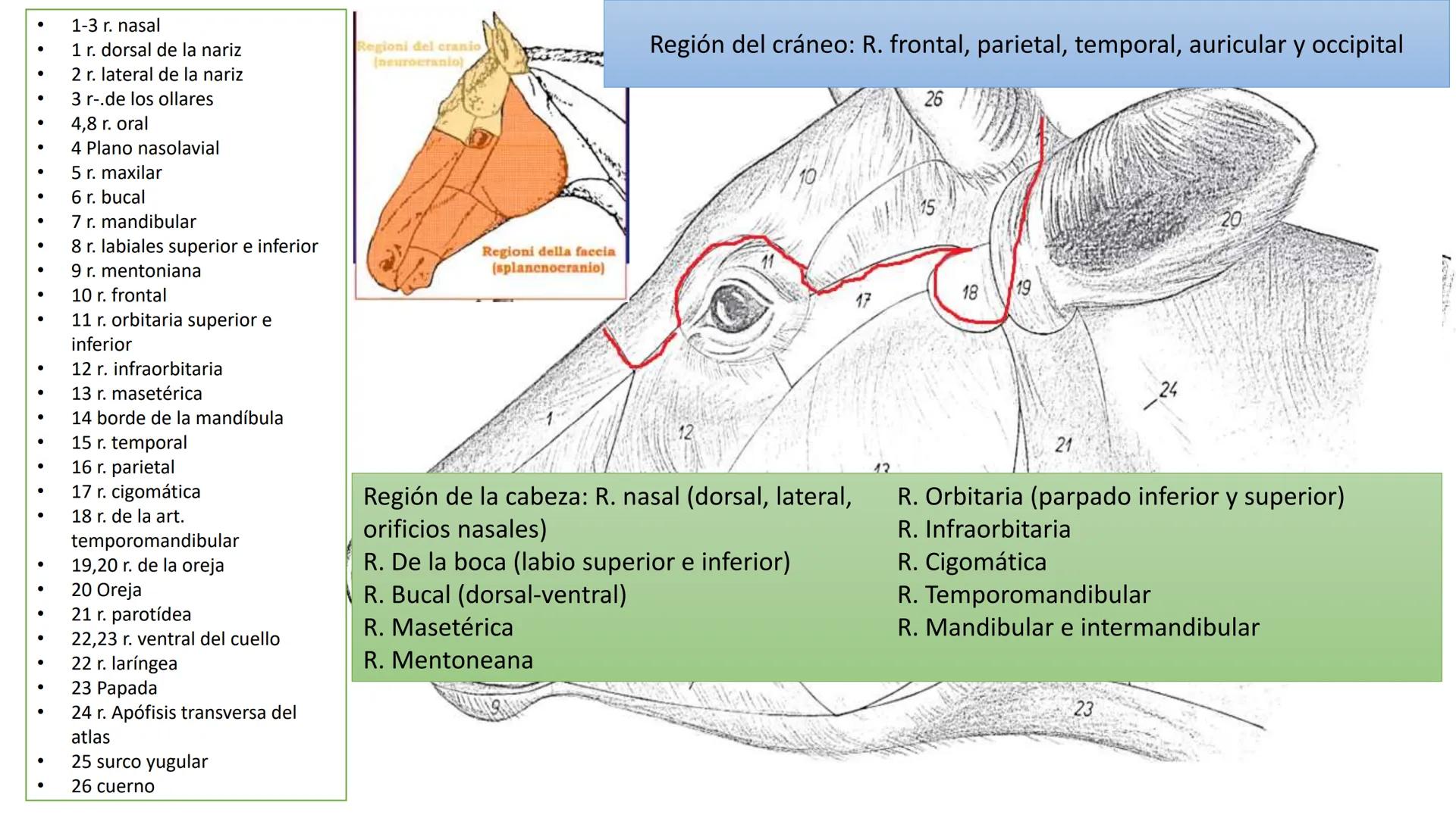 SUNEO
# Universidad de la Costa
## Licenciatura en Medicina Veterinaria
# Anatomía topográfica veterinaria
COS
SIDAD DE LA COSTA UNIDAD 1