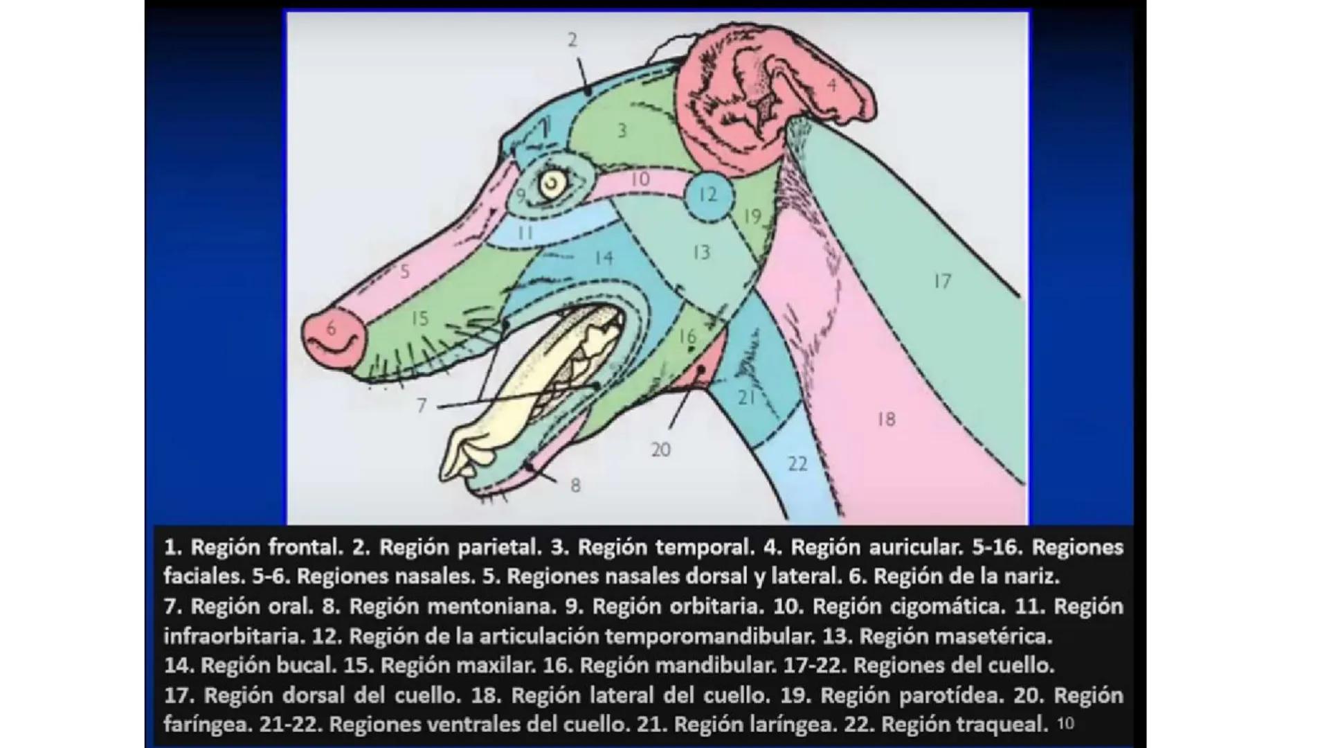 SUNEO
# Universidad de la Costa
## Licenciatura en Medicina Veterinaria
# Anatomía topográfica veterinaria
COS
SIDAD DE LA COSTA UNIDAD 1