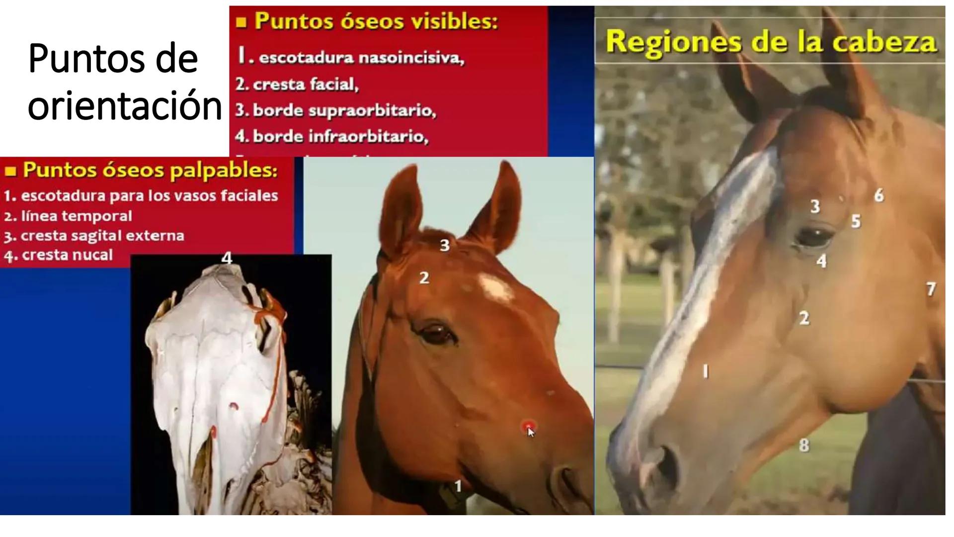 SUNEO
# Universidad de la Costa
## Licenciatura en Medicina Veterinaria
# Anatomía topográfica veterinaria
COS
SIDAD DE LA COSTA UNIDAD 1