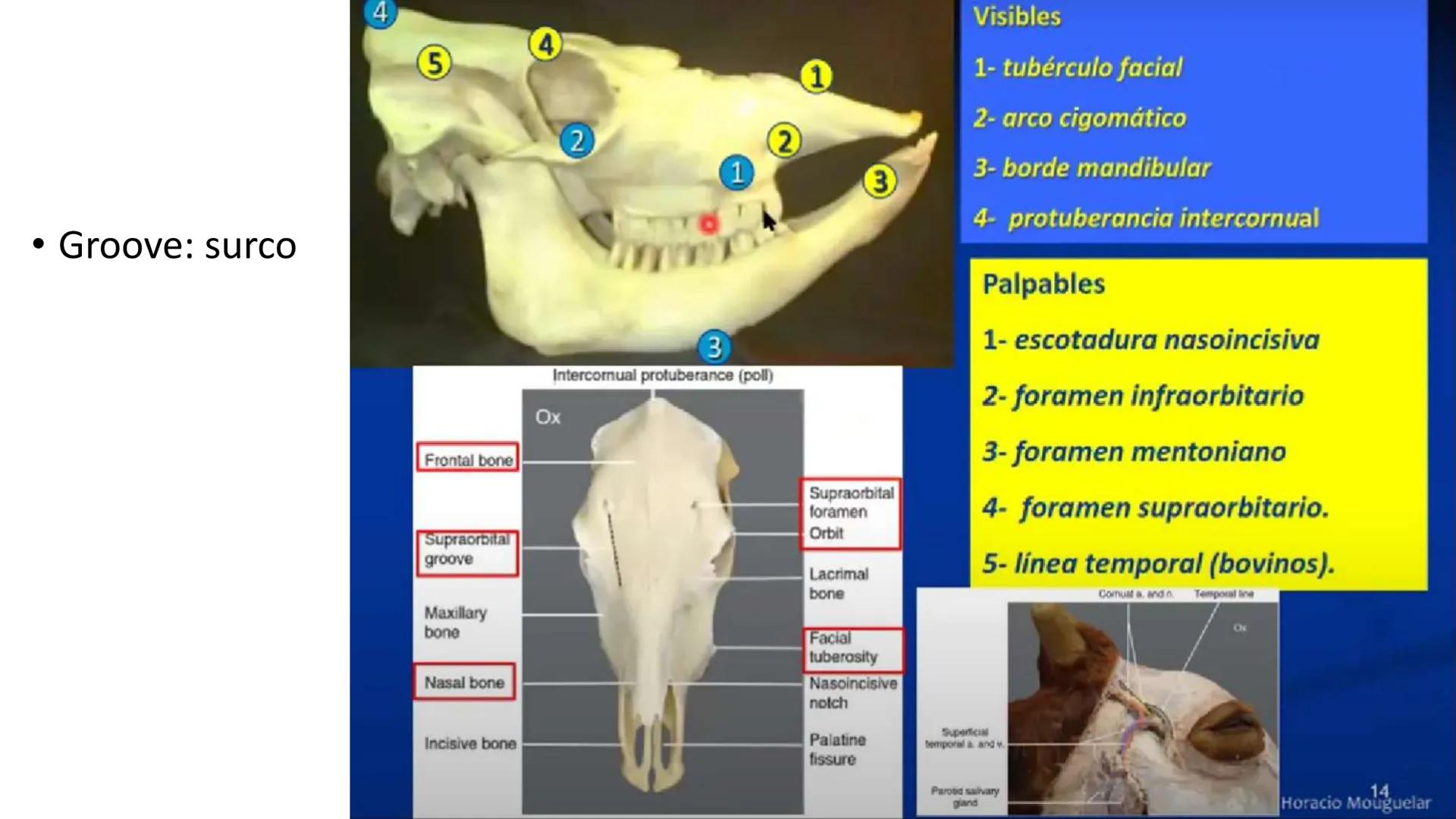 SUNEO
# Universidad de la Costa
## Licenciatura en Medicina Veterinaria
# Anatomía topográfica veterinaria
COS
SIDAD DE LA COSTA UNIDAD 1