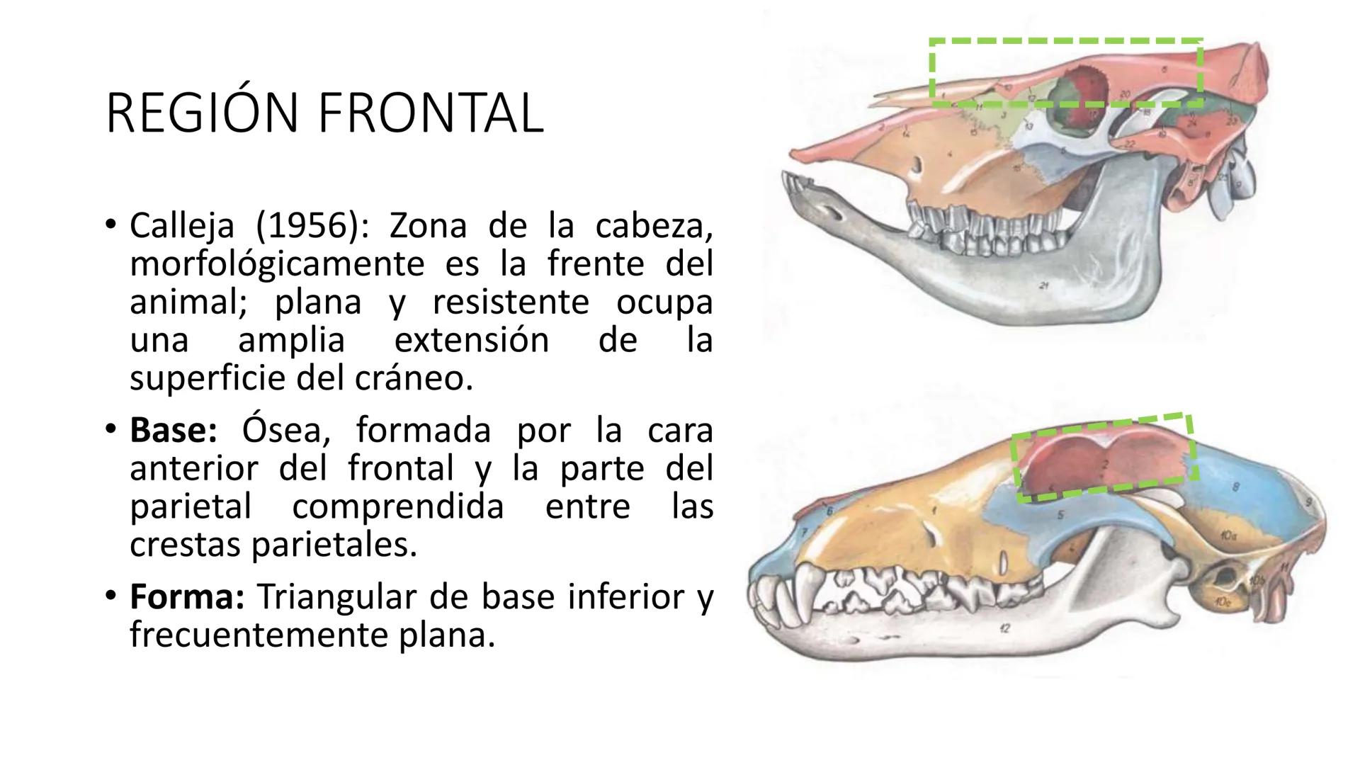 SUNEO
# Universidad de la Costa
## Licenciatura en Medicina Veterinaria
# Anatomía topográfica veterinaria
COS
SIDAD DE LA COSTA UNIDAD 1