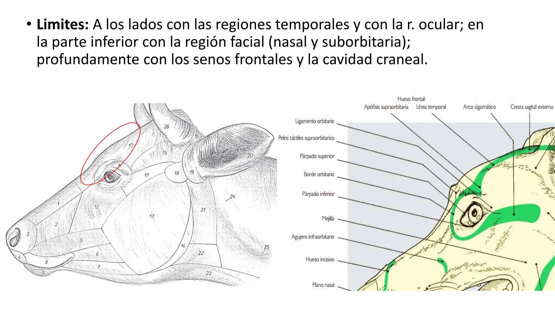 SUNEO
# Universidad de la Costa
## Licenciatura en Medicina Veterinaria
# Anatomía topográfica veterinaria
COS
SIDAD DE LA COSTA UNIDAD 1