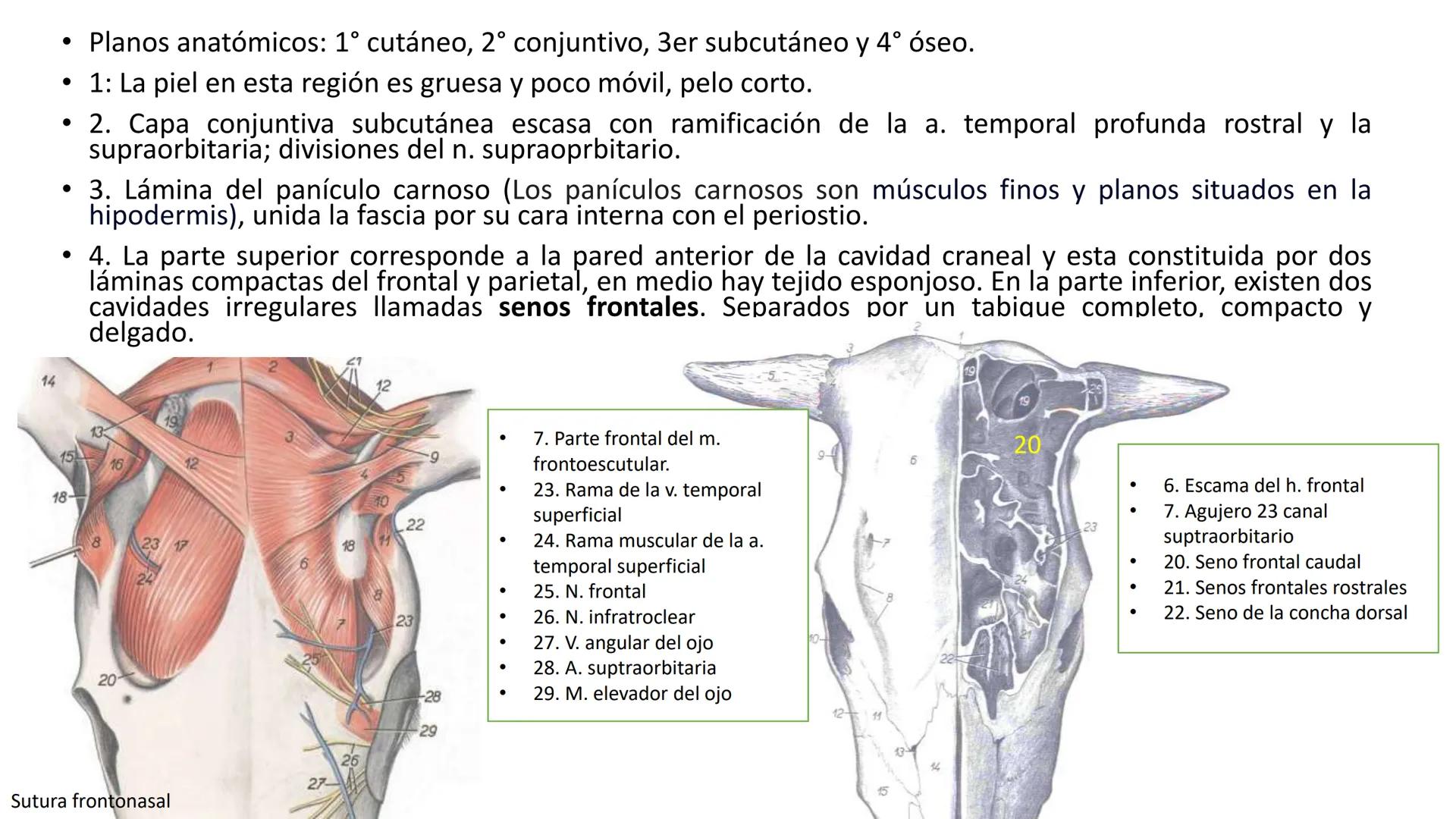 SUNEO
# Universidad de la Costa
## Licenciatura en Medicina Veterinaria
# Anatomía topográfica veterinaria
COS
SIDAD DE LA COSTA UNIDAD 1