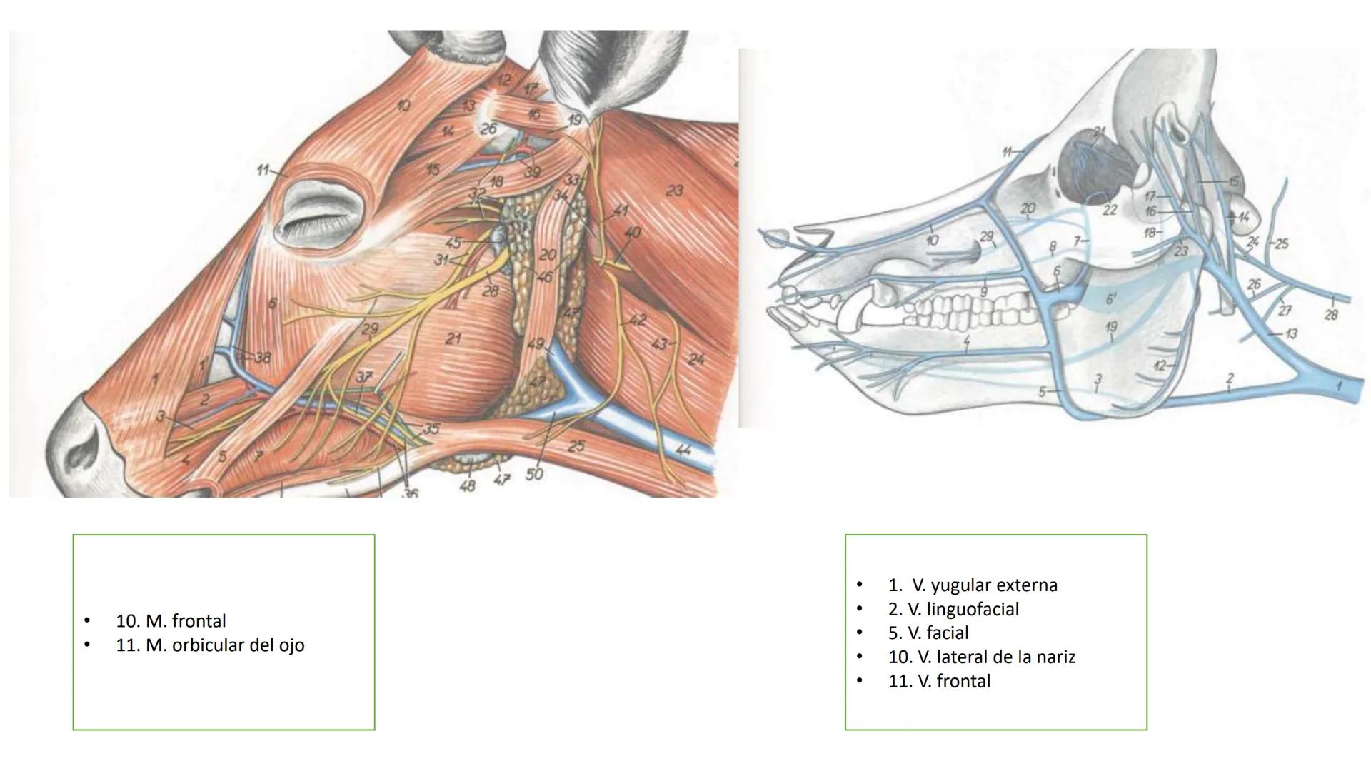 SUNEO
# Universidad de la Costa
## Licenciatura en Medicina Veterinaria
# Anatomía topográfica veterinaria
COS
SIDAD DE LA COSTA UNIDAD 1