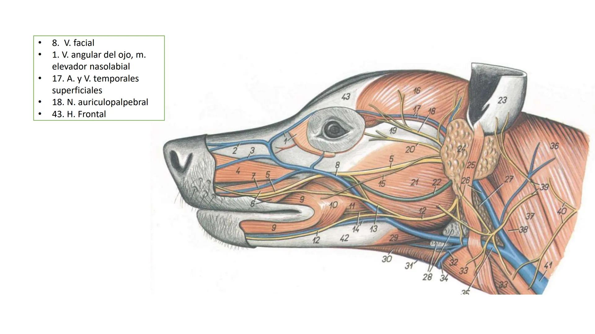 SUNEO
# Universidad de la Costa
## Licenciatura en Medicina Veterinaria
# Anatomía topográfica veterinaria
COS
SIDAD DE LA COSTA UNIDAD 1