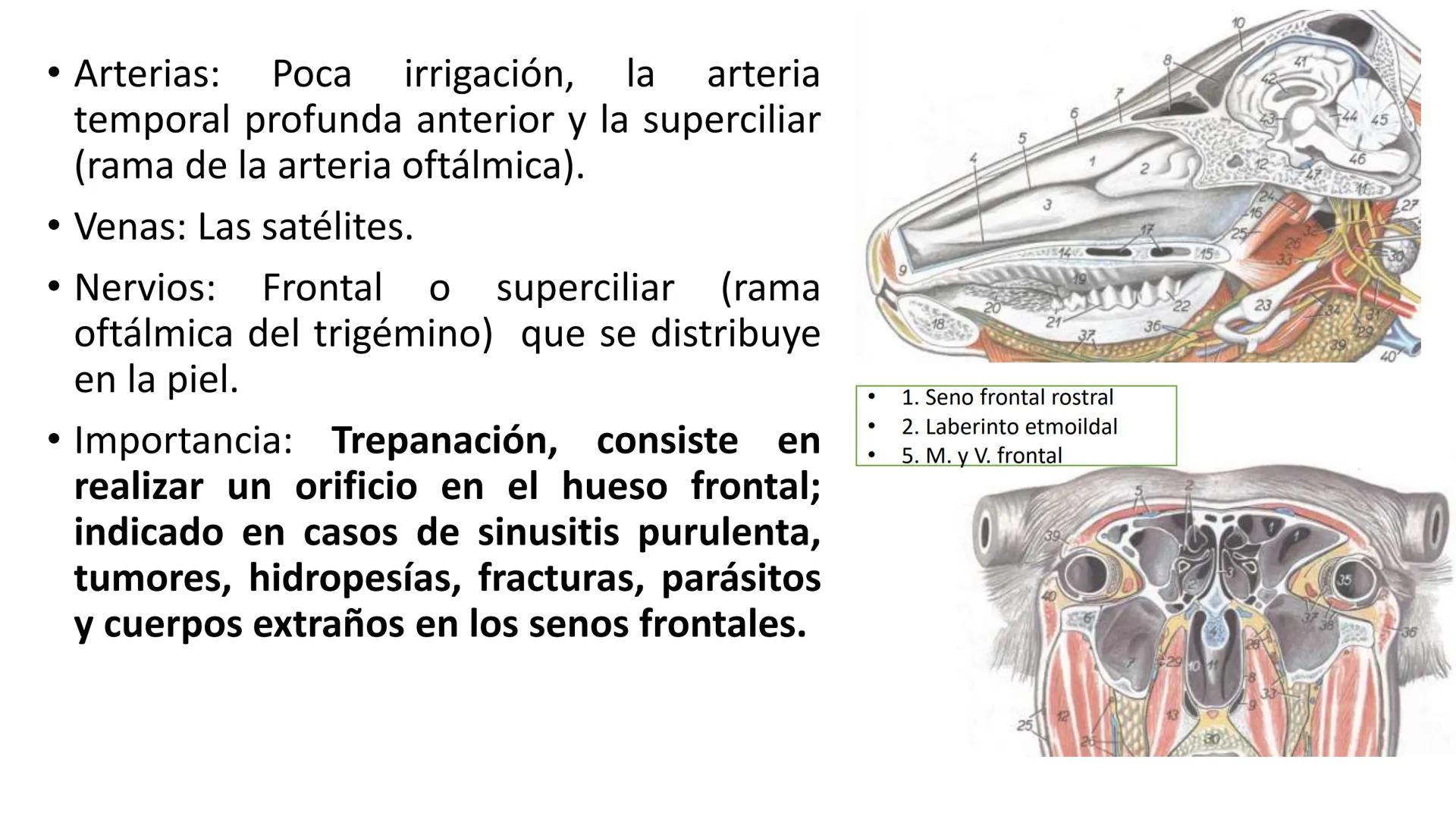 SUNEO
# Universidad de la Costa
## Licenciatura en Medicina Veterinaria
# Anatomía topográfica veterinaria
COS
SIDAD DE LA COSTA UNIDAD 1