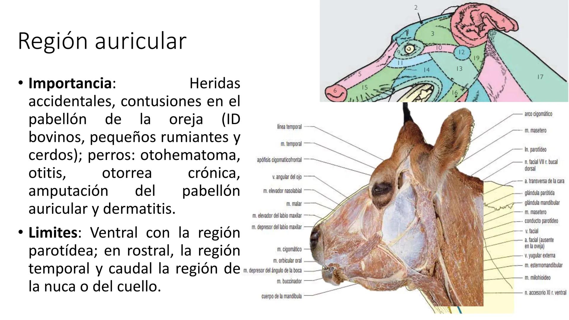 SUNEO
# Universidad de la Costa
## Licenciatura en Medicina Veterinaria
# Anatomía topográfica veterinaria
COS
SIDAD DE LA COSTA UNIDAD 1