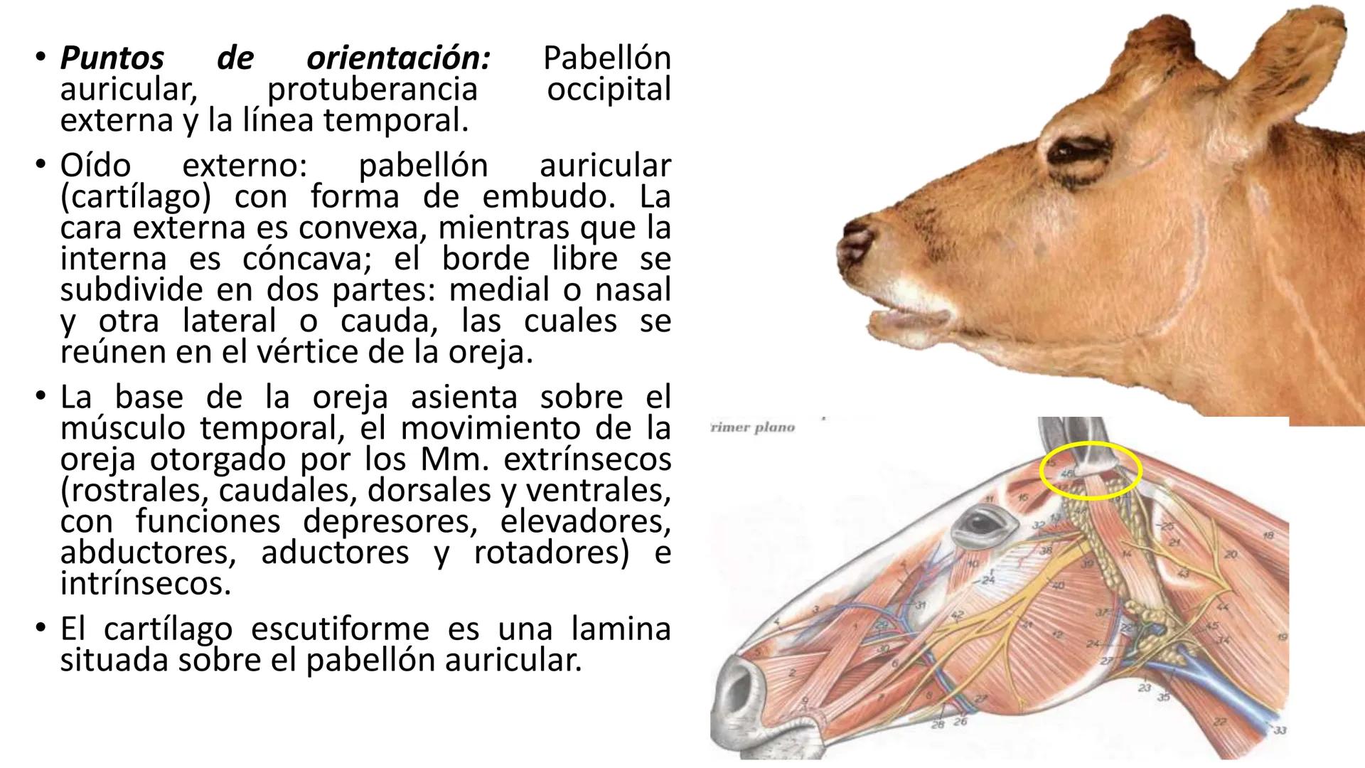 SUNEO
# Universidad de la Costa
## Licenciatura en Medicina Veterinaria
# Anatomía topográfica veterinaria
COS
SIDAD DE LA COSTA UNIDAD 1